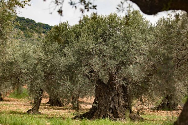 zuzu_book119 zuzu_book119