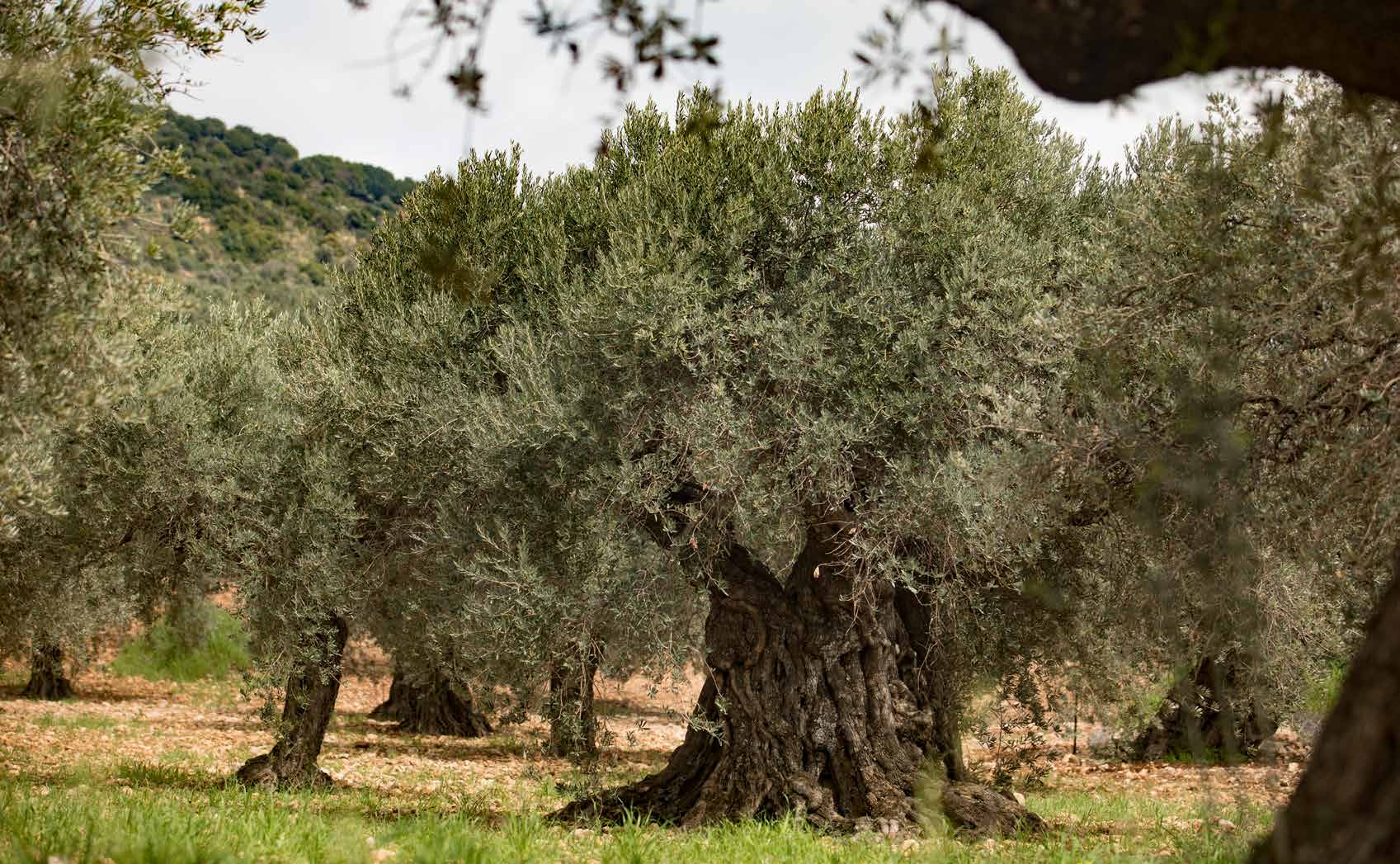 Introduction the galilee table
