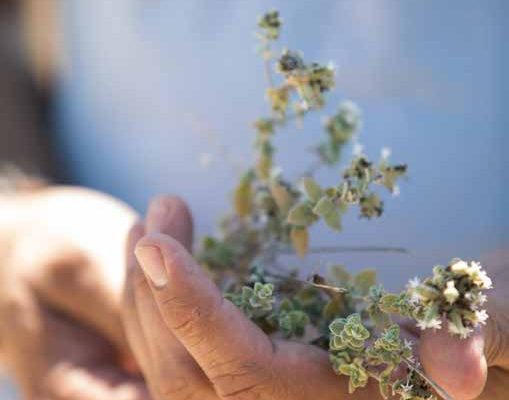 zuzu_book17 zuzu_book17